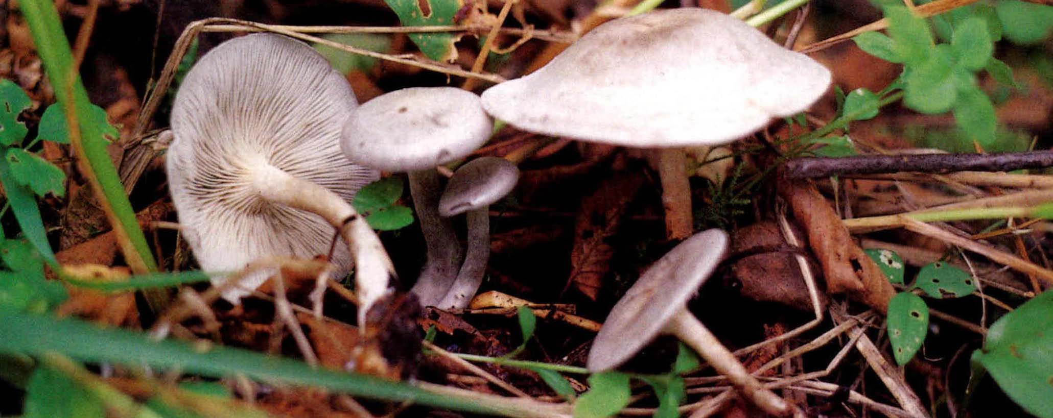 Clitocybe odora (Bull.: Fr.)Quél.